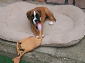Entenjagt1 (1).JPG